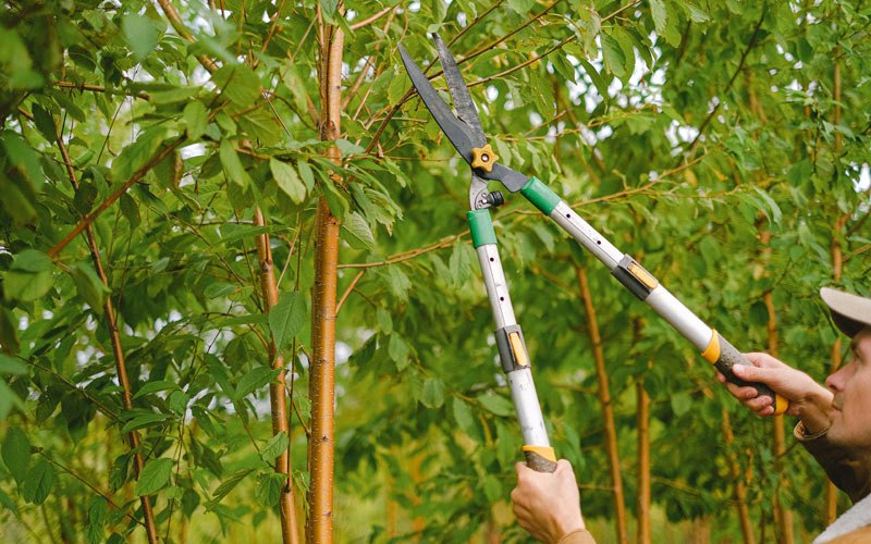 Tree trimming in Amity, OR