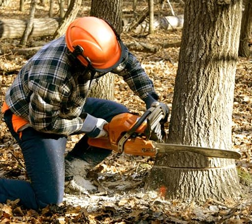 Tree Removal in Amity, OR